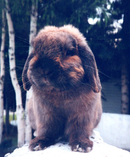 [Fiver rabbit, looking very Buffalo-esque]